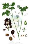 Actaea spicata