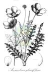 Anemoclema glaucifolium