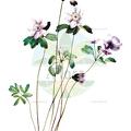Anemonella thalictroides