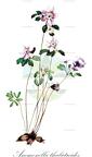 Anemonella thalictroides