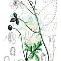 Anemonopsis macrophylla