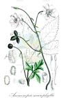 Anemonopsis macrophylla