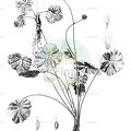 Arcteranthis cooleyae