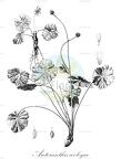 Arcteranthis cooleyae