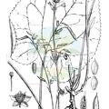 Beesia calthifolia