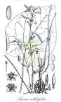 Beesia calthifolia