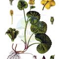 Caltha palustris
