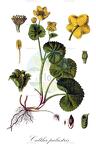 Caltha palustris
