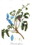 Clematis alpina