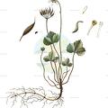 Coptis trifolia