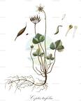 Coptis trifolia