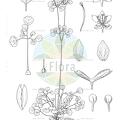 Dichocarpum adiantifolium