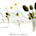 Halerpestes ruthenica