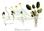 Halerpestes ruthenica