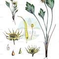 Hamadryas argentea