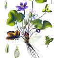 Hepatica nobilis