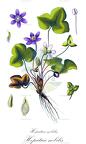 Hepatica nobilis