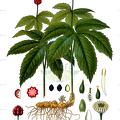 Hydrastis canadensis