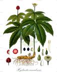 Hydrastis canadensis
