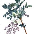Xanthorhiza simplicissima