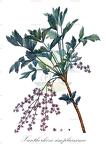 Xanthorhiza simplicissima