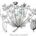 Paraquilegia microphylla