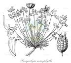 Paraquilegia microphylla