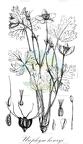 Urophysa henryi