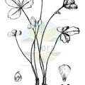 Oxygraphis shaftoanus