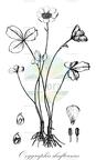 Oxygraphis shaftoanus