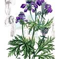 Gymnaconitum gymnandrum
