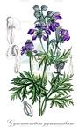 Gymnaconitum gymnandrum