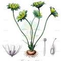 Knowltonia chilensis