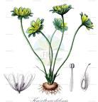 Knowltonia chilensis