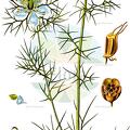 Nigella damascena