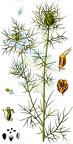 Nigella damascena