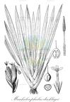 Maschalocephalus dinklagei