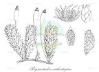 Regmatodon orthostegius