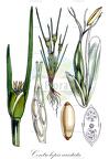 Centrolepis aristata