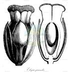 Elegia grandis