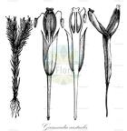 Gaimardia australis