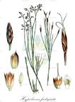 Hypolaena fastigiata