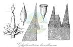 Glyphomitrium humillimum