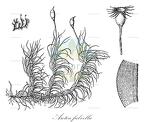 Arctoa fulvella