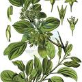 Rhamnus cathartica