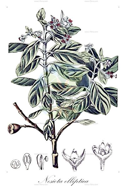 Nesiota elliptica