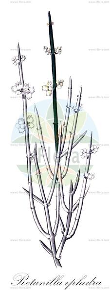 Retanilla ephedra