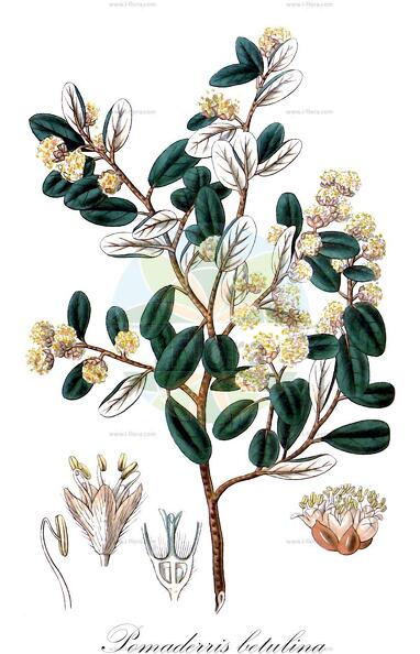 Pomaderris betulina