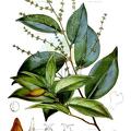 Smythea lanceata