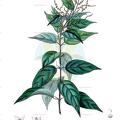 Sageretia elegans
